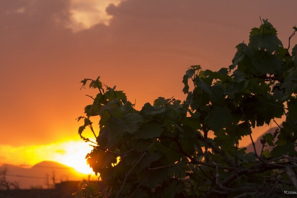 Feuilles de vigne baignant dans la lumière du soleil