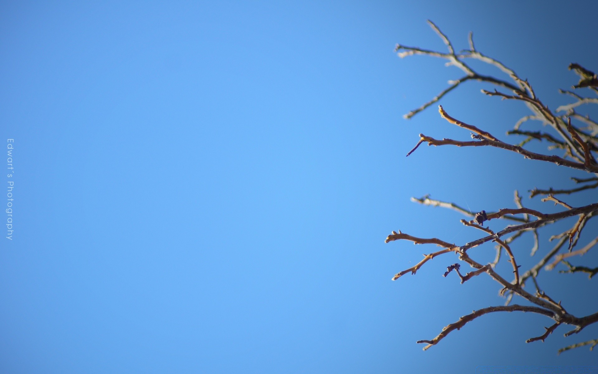 himmel himmel vogel natur winter baum im freien flug blauer himmel schnee silhouette sonne kunst landschaft