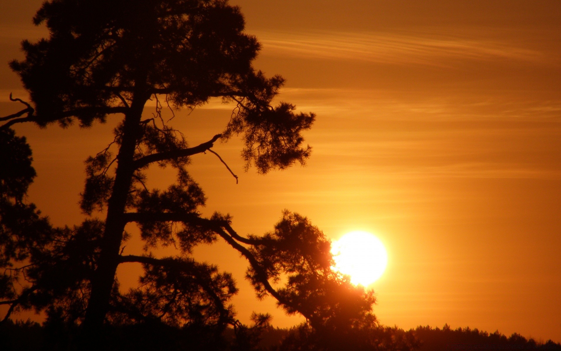 cielo tramonto alba sole albero silhouette illuminato paesaggio sera natura bel tempo crepuscolo all aperto cielo luce tempo nebbia