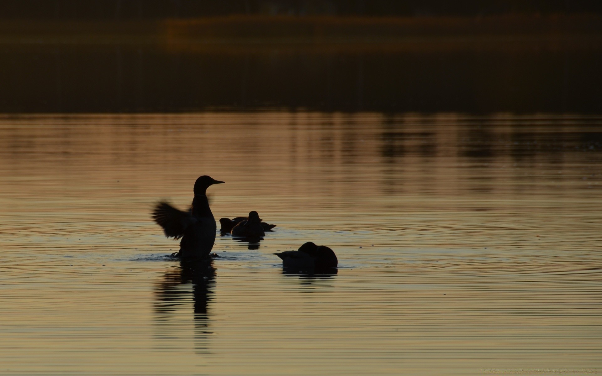 cielo agua pájaro reflexión lago aves acuáticas vida silvestre puesta del sol piscina río pato amanecer playa noche aves iluminación marcha