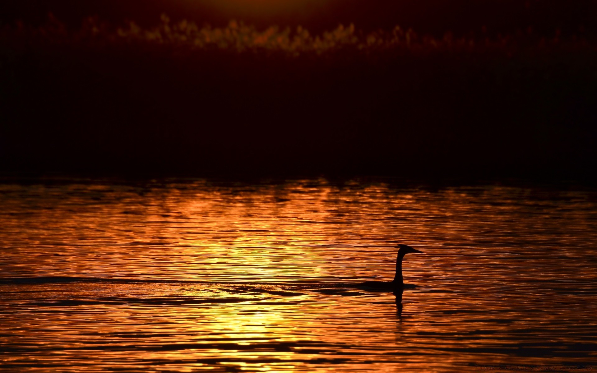 cielo agua puesta de sol reflexión amanecer pájaro noche lago crepúsculo mar océano naturaleza iluminado luz playa al aire libre oscuro río sol silueta