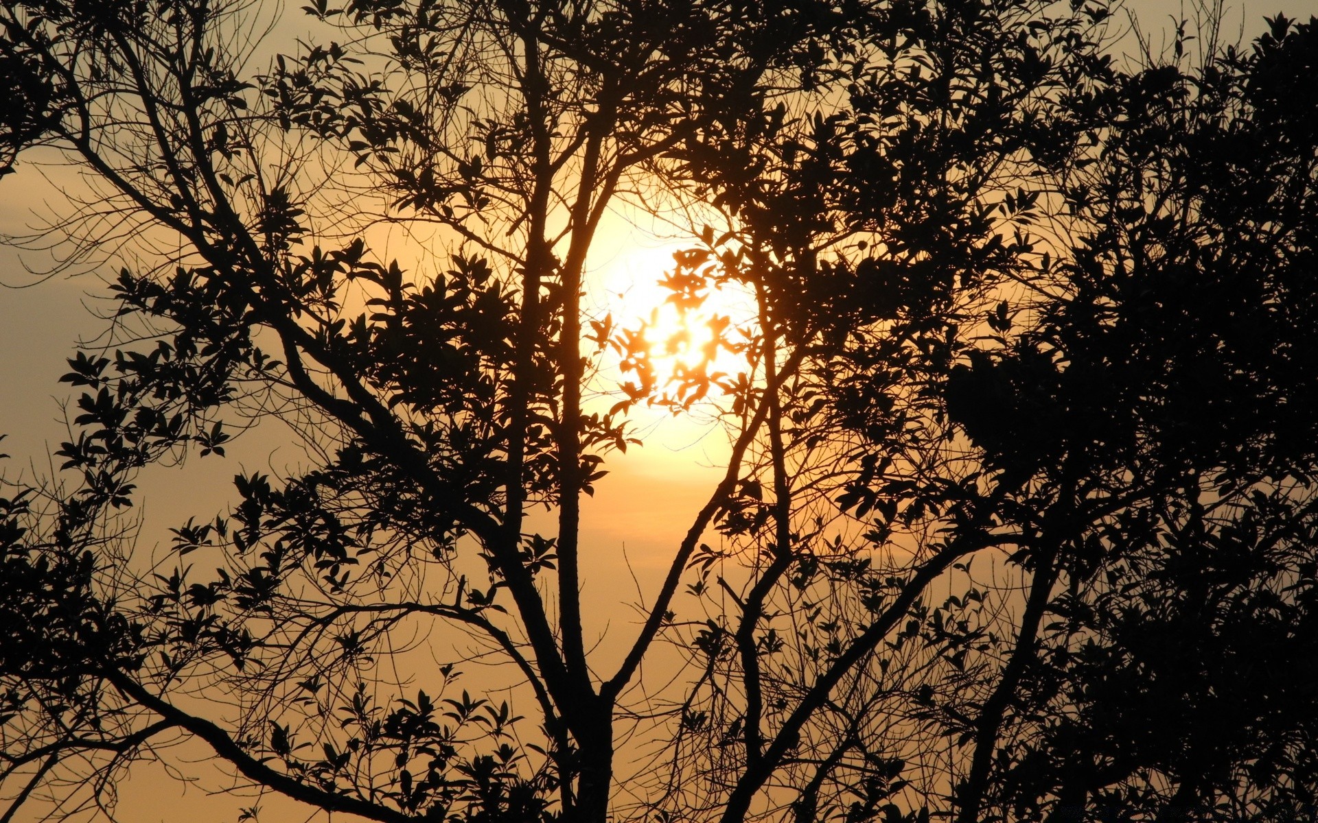 the sky tree landscape nature dawn branch wood outdoors backlit silhouette environment sunset sun park desktop fair weather flora leaf