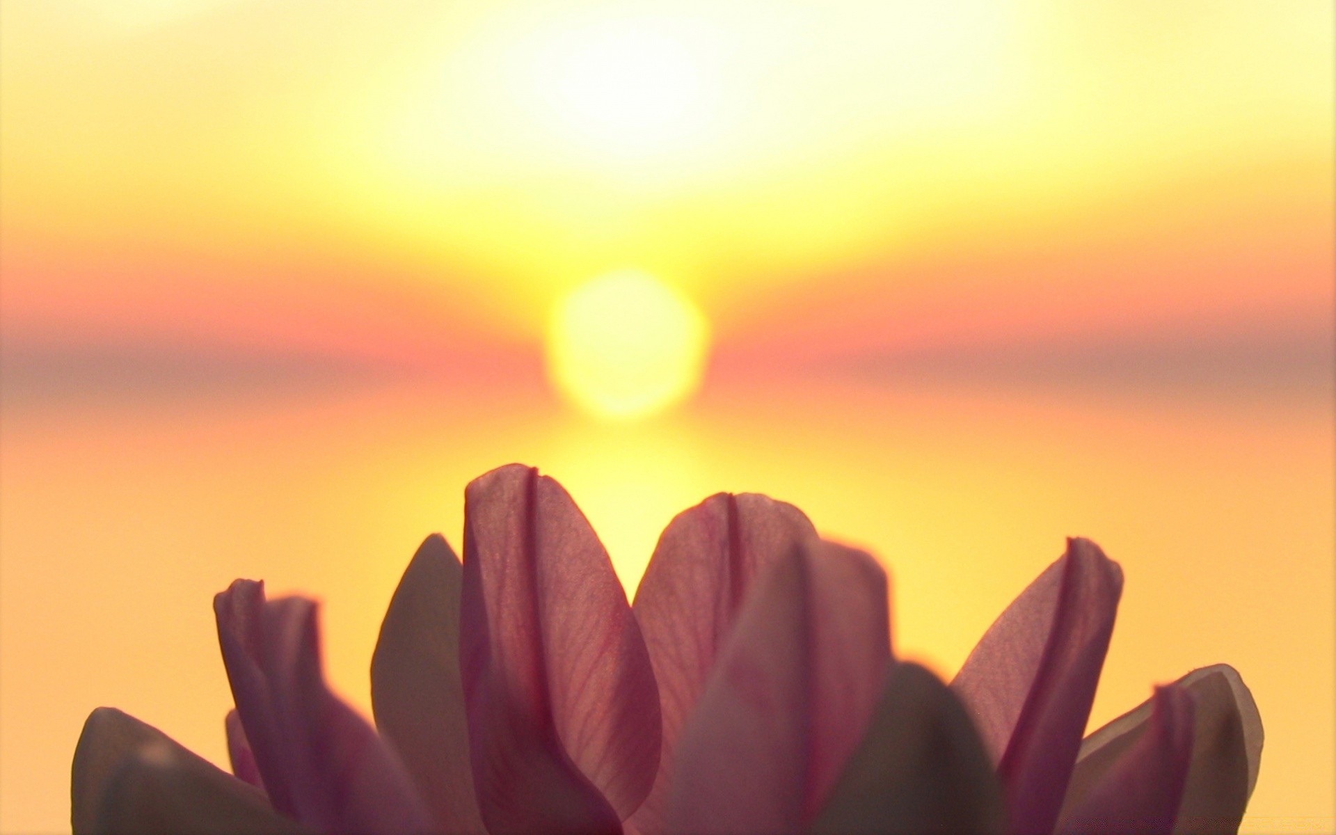 the sky nature blur flower sun summer sunset bright fair weather easter