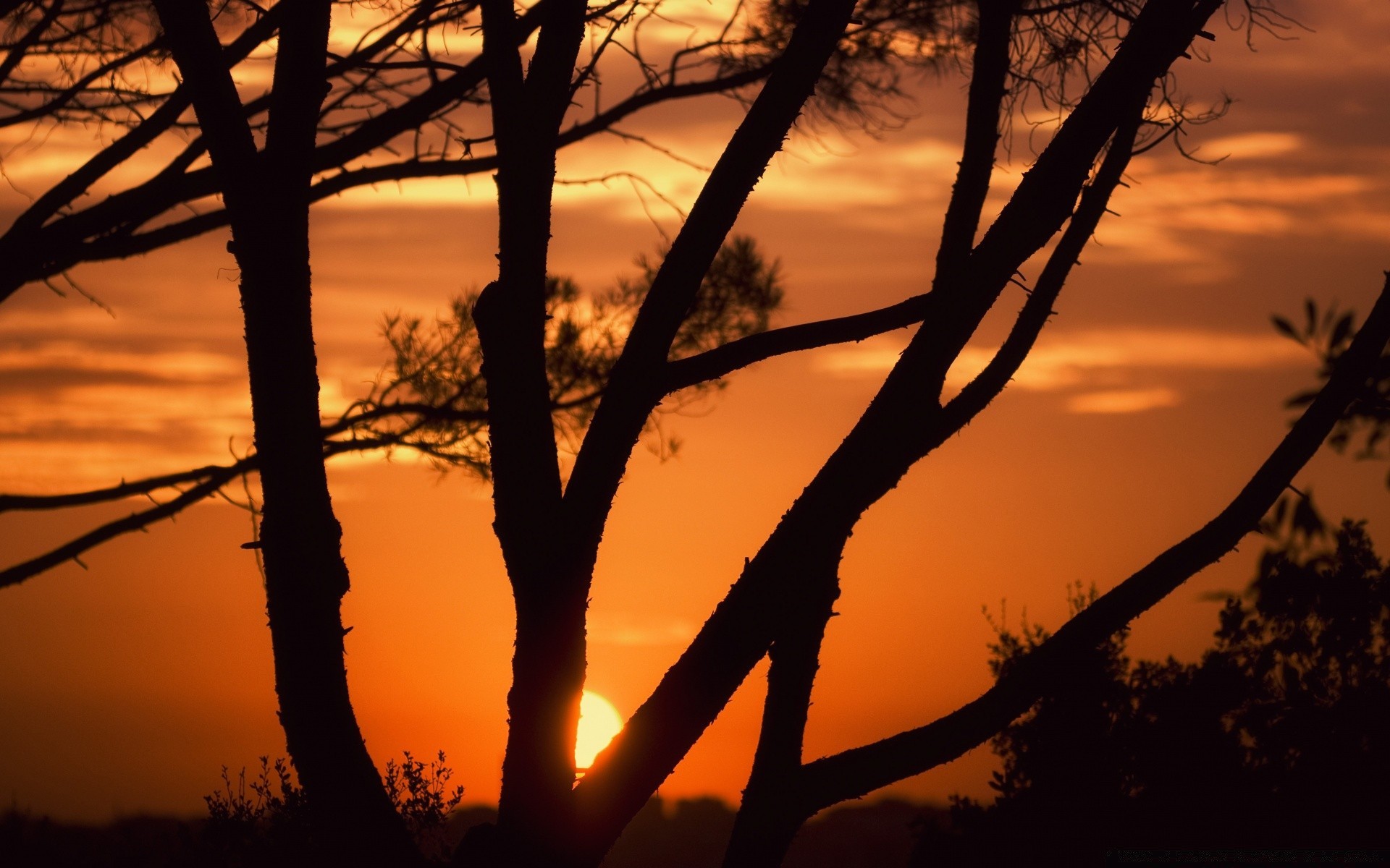 the sky sunset dawn sun backlit silhouette tree evening nature landscape sky dusk fair weather outdoors wood light shadow