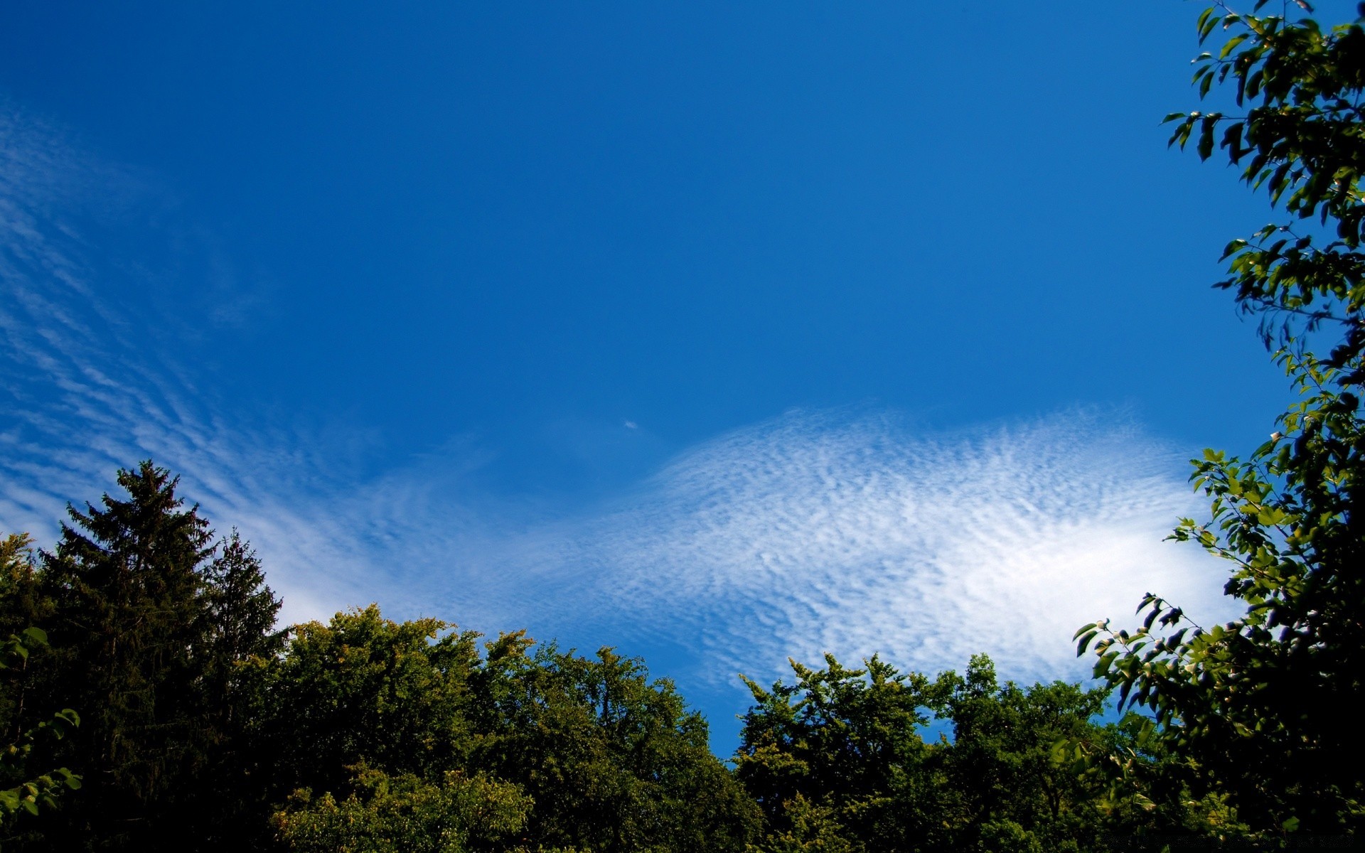 céu céu árvore natureza paisagem ao ar livre luz madeira sol verão folha bom tempo