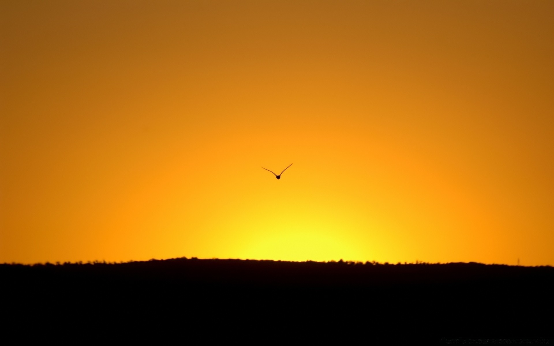 cielo tramonto illuminato silhouette alba sera paesaggio crepuscolo cielo sole luce albero varicella