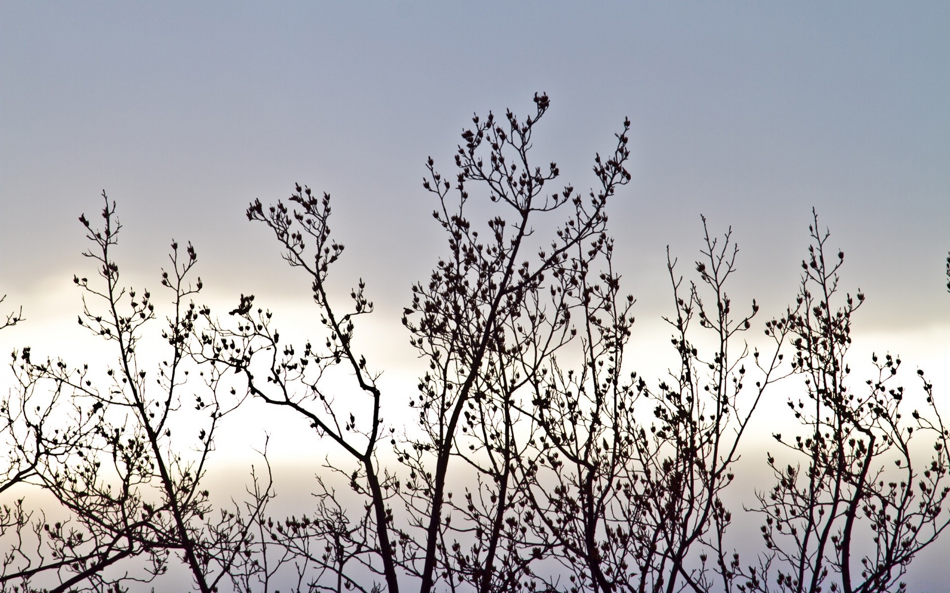 himmel baum zweig natur himmel winter im freien vogel blume schnee blatt flora landschaft saison holz