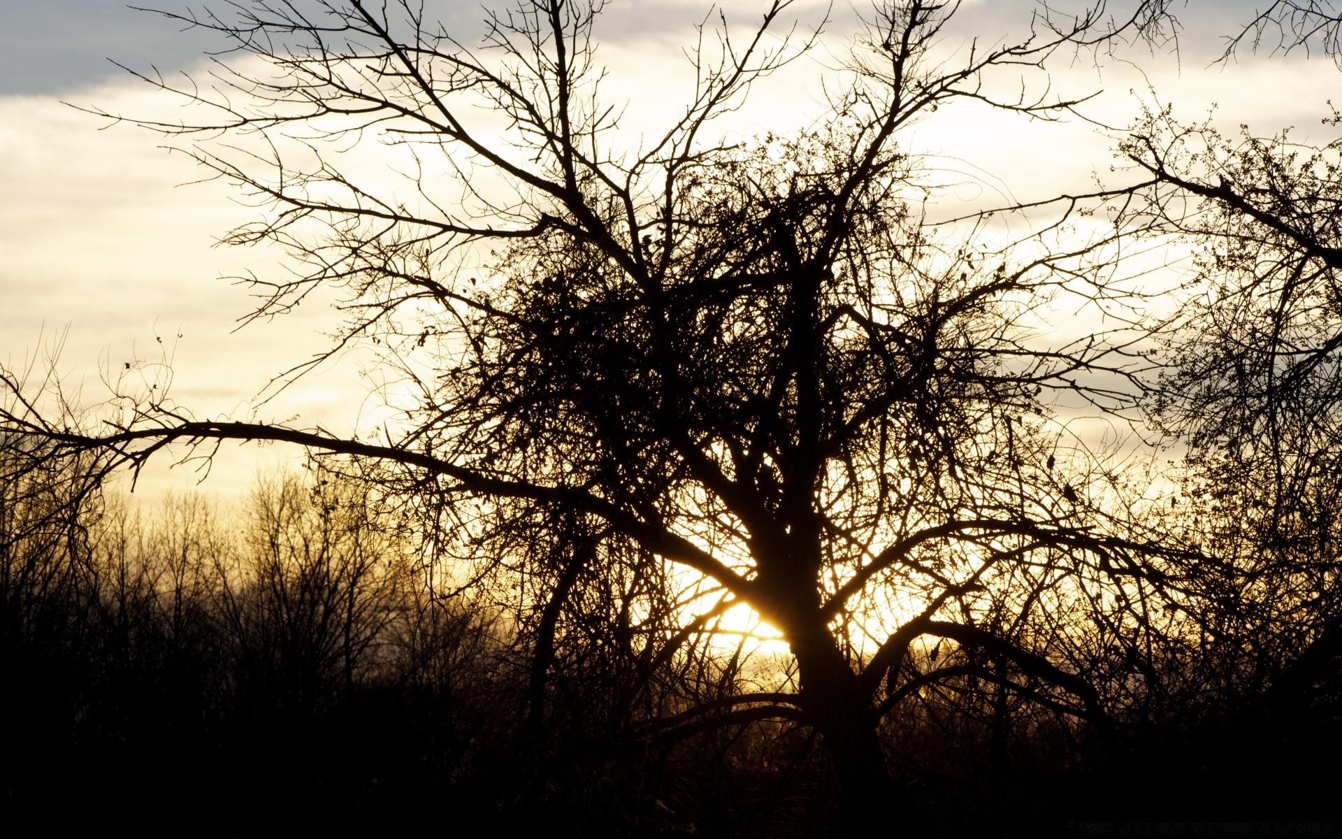 the sky tree landscape dawn fog wood fall nature winter branch mist silhouette weather moody sun alone backlit sky solitude