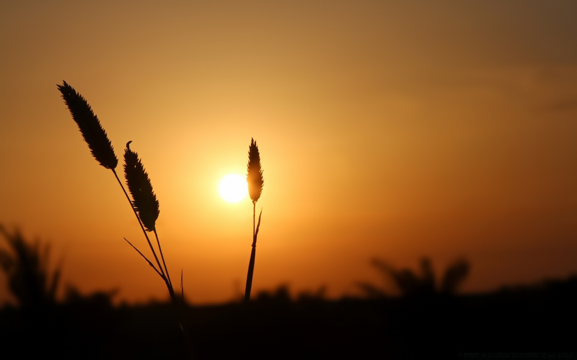 天空 日落 黎明 剪影 背光 太阳 天空 晚上 黄昏 景观 光 自然 海滩 户外 水 好天气 雾 湖 背光 夏天