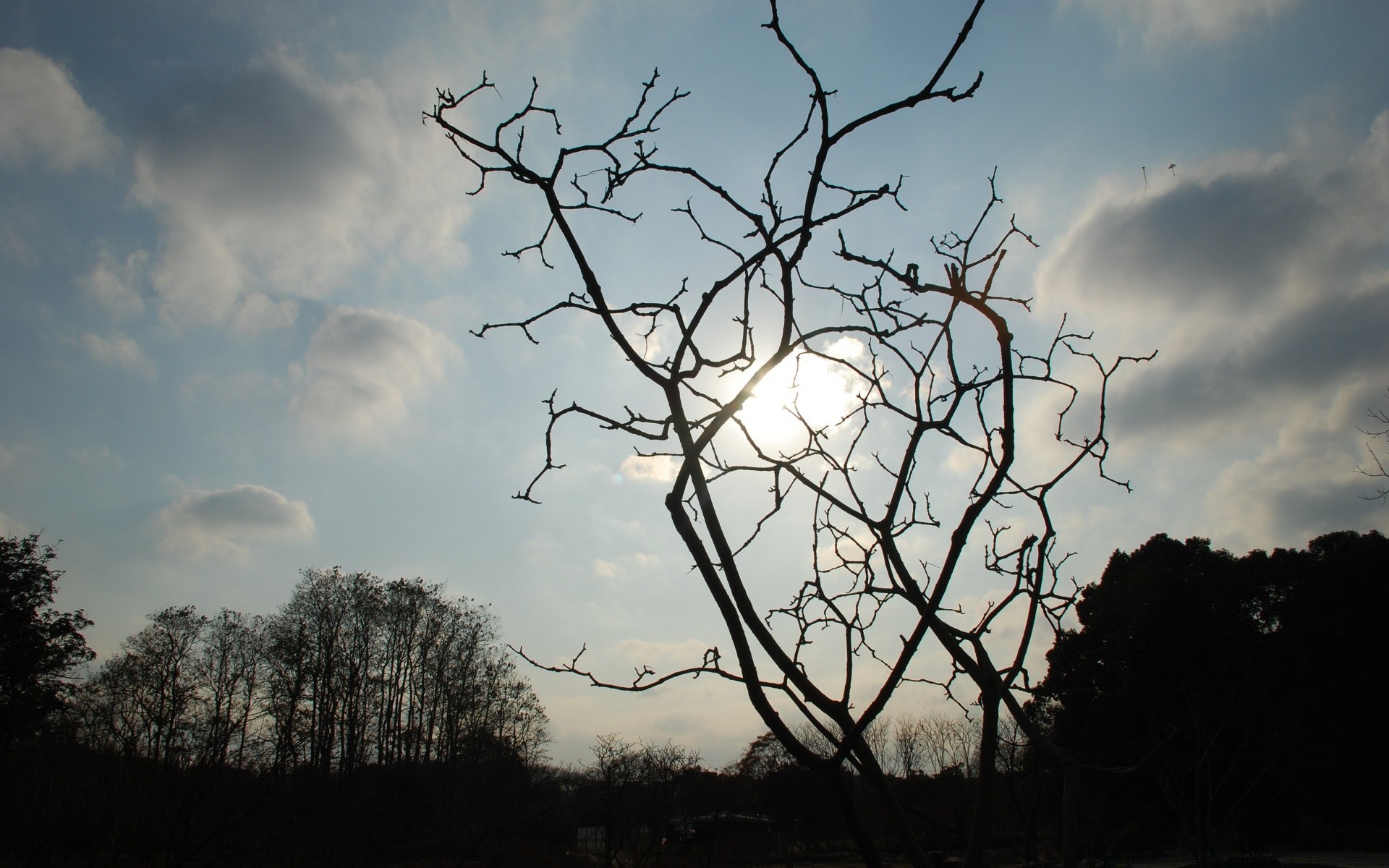 天空 树 景观 天空 分支 自然 木材 户外 剪影 天气 黎明