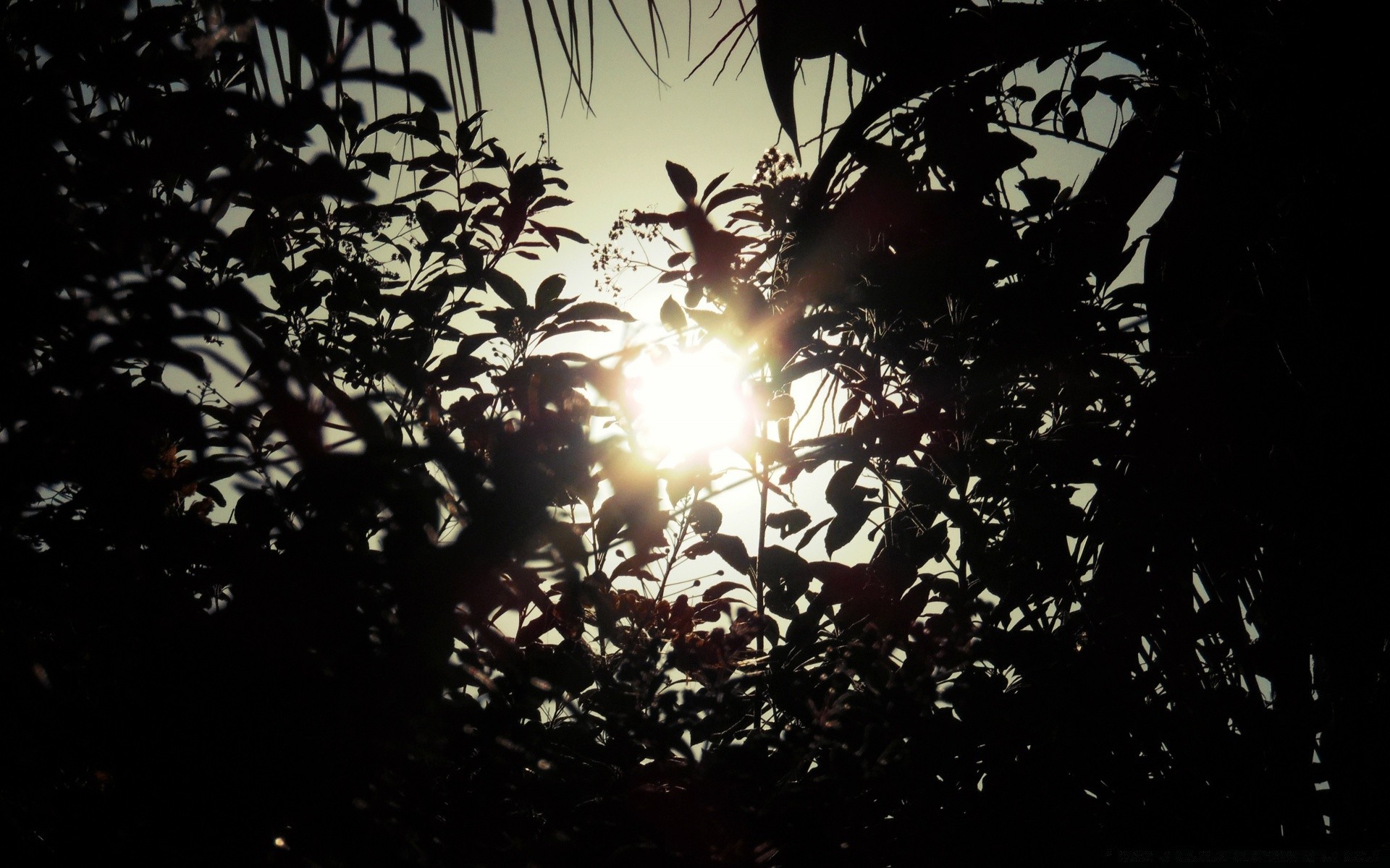 the sky silhouette desktop light abstract tree backlit