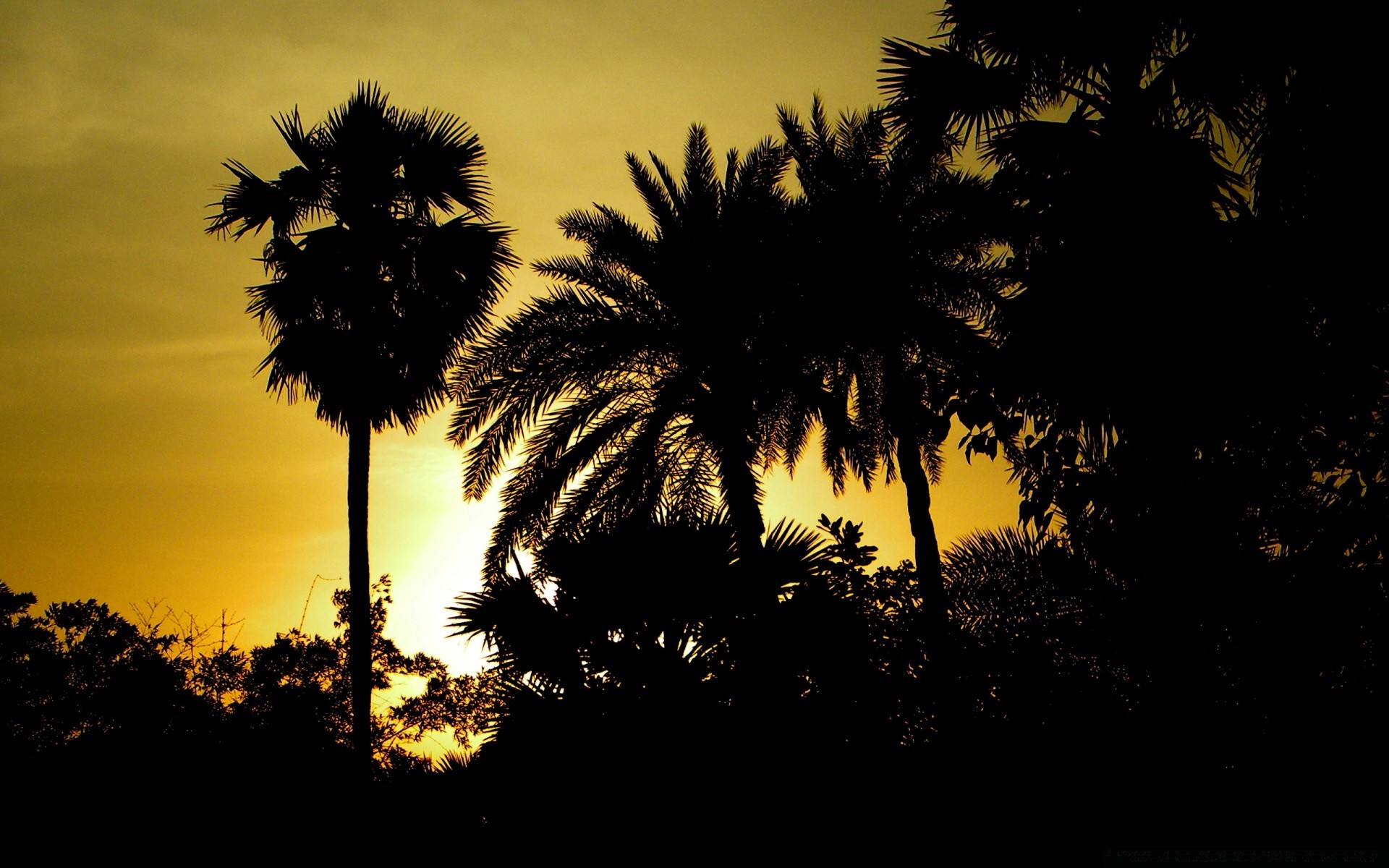 ciel arbre coucher de soleil silhouette plage soleil rétro-éclairé nature paume aube soir en plein air ciel crépuscule mer