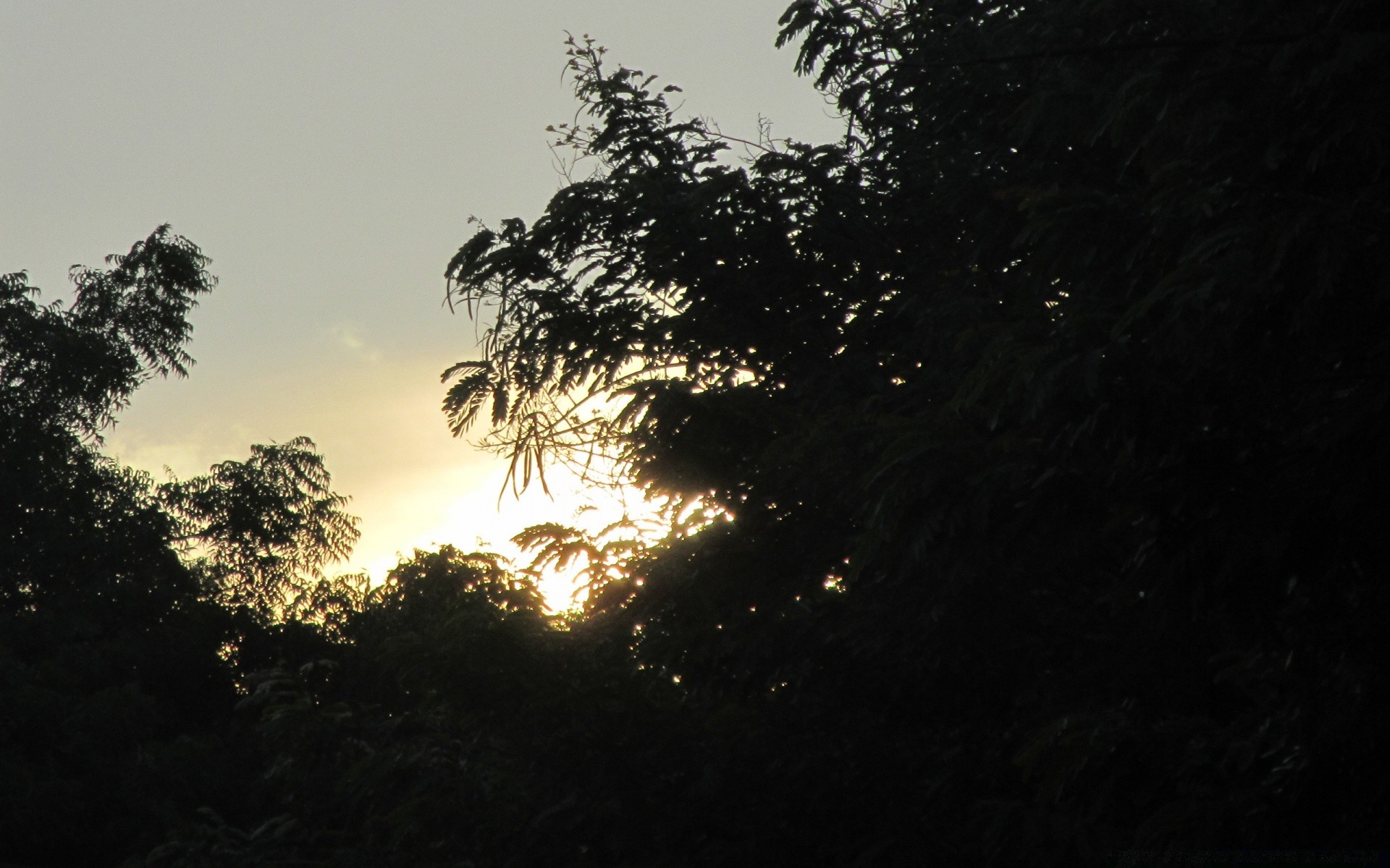 天空 树 景观 剪影 背光 自然 日落 黎明 天空 光 太阳 雾 户外 晚上 叶 木 暮光 旅行