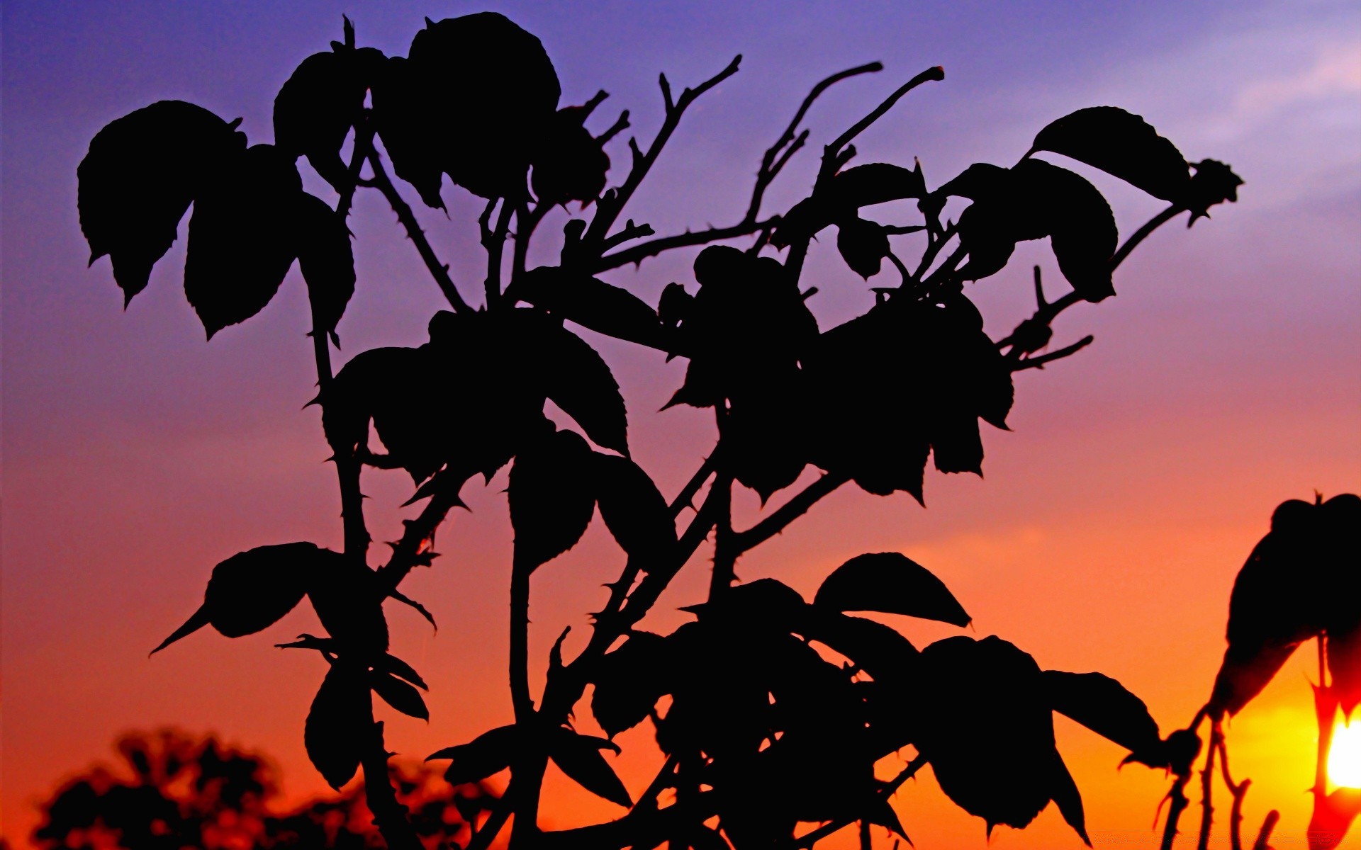 himmel silhouette sonnenuntergang vogel natur dämmerung hintergrundbeleuchtung baum blatt abend sonne dämmerung himmel