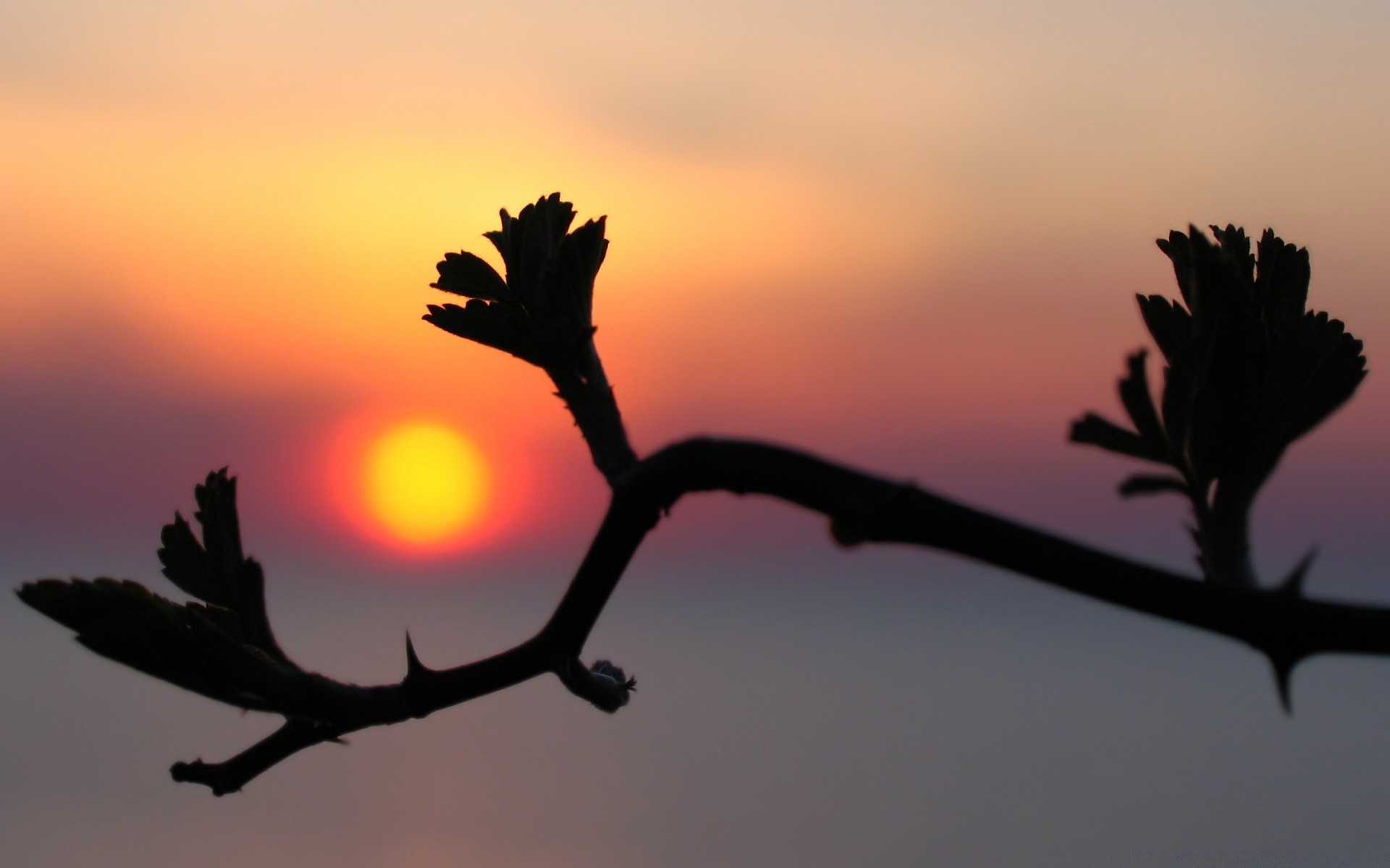 céu pôr do sol iluminado sol silhueta amanhecer céu árvore noite crepúsculo ao ar livre natureza pássaro bom tempo ramo