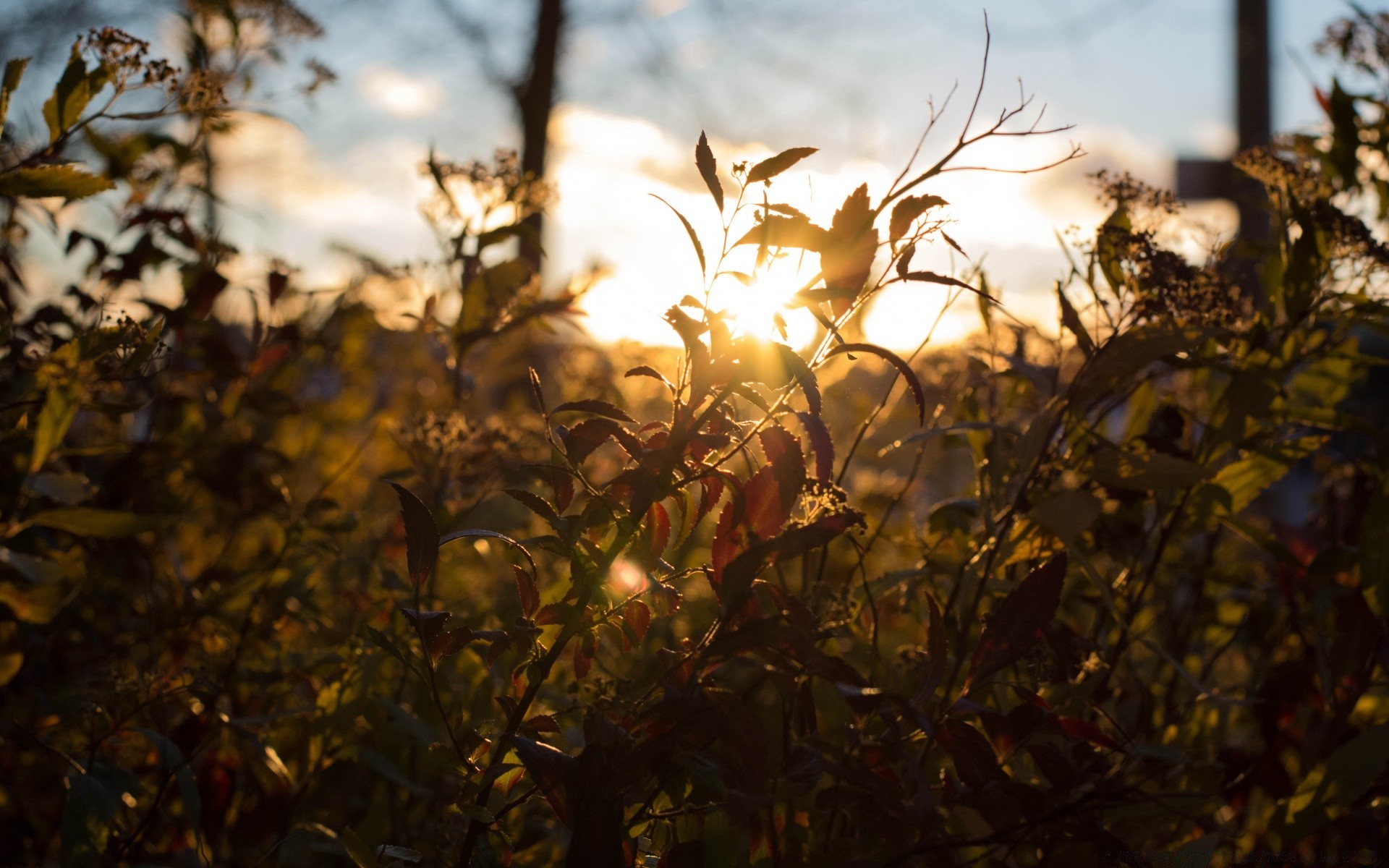 the sky flower landscape light nature leaf flora fall sun tree color field farm desktop garden environment gold fair weather season