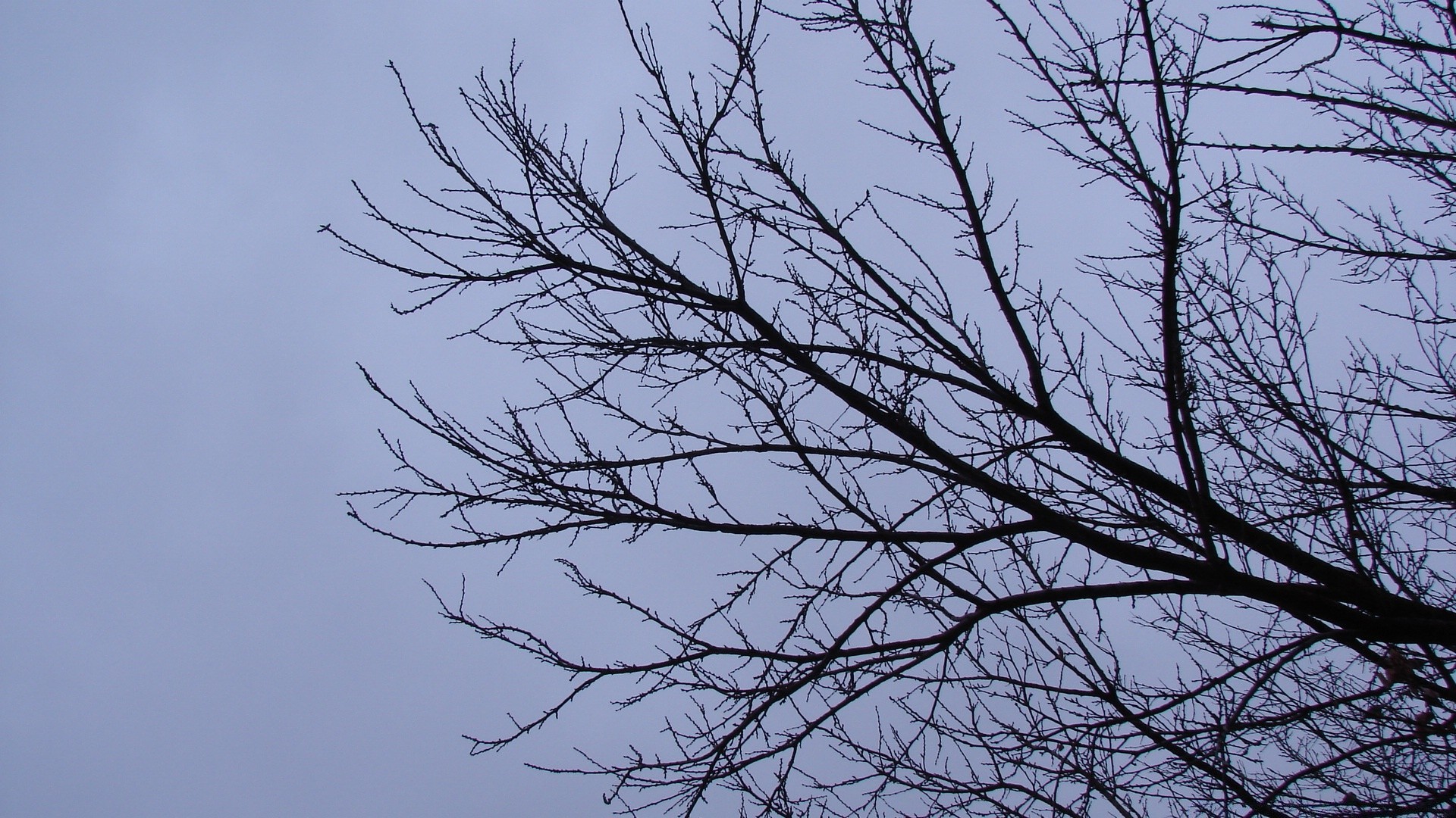 ciel arbre branche nature hiver ciel bois feuille bureau paysage météo mercredi automne saison neige à l extérieur aube flore beau temps froid