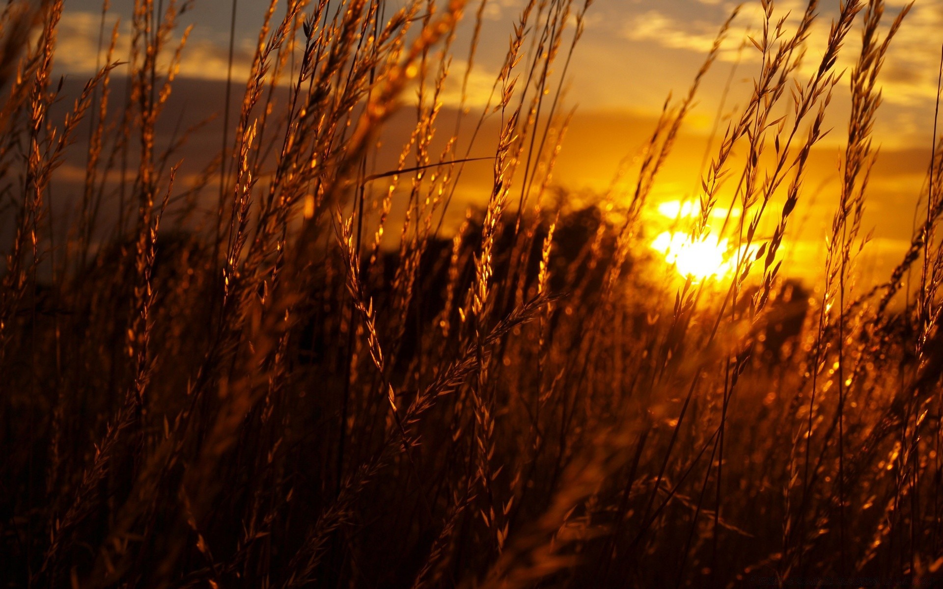 cielo alba tramonto sole natura oro bel tempo fiocchi grano paesaggio mais campo rurale autunno all aperto estate cielo luce erba pascolo