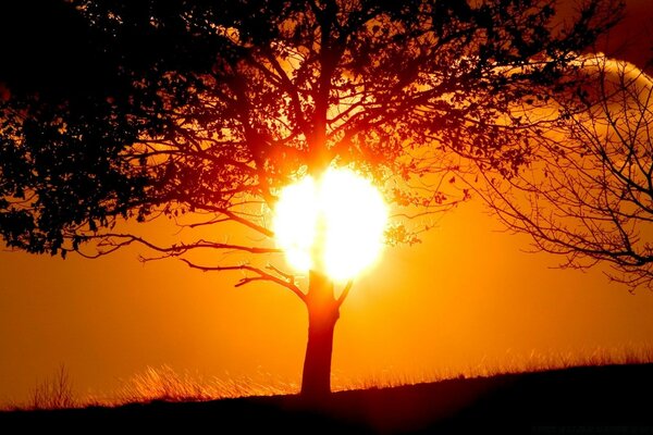 Amazing sunset through a tree trunk against a bright orange sky