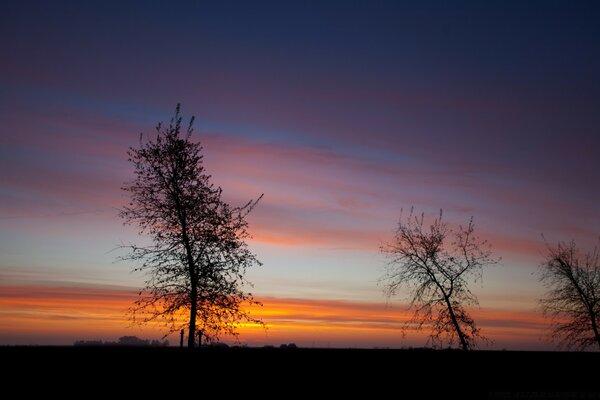 Pink and orange sunset with trees in the foreground