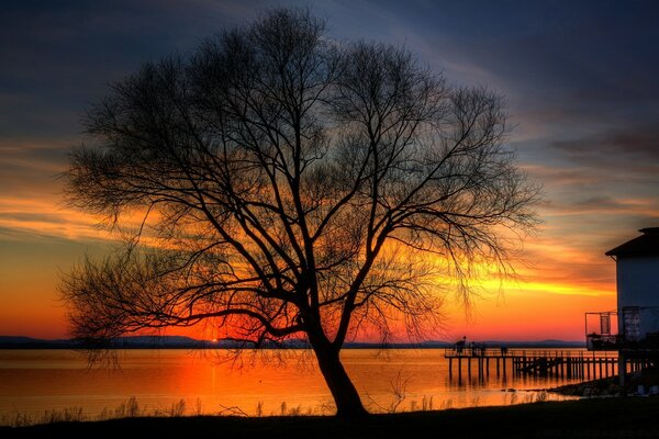 Grande albero sullo sfondo del tramonto