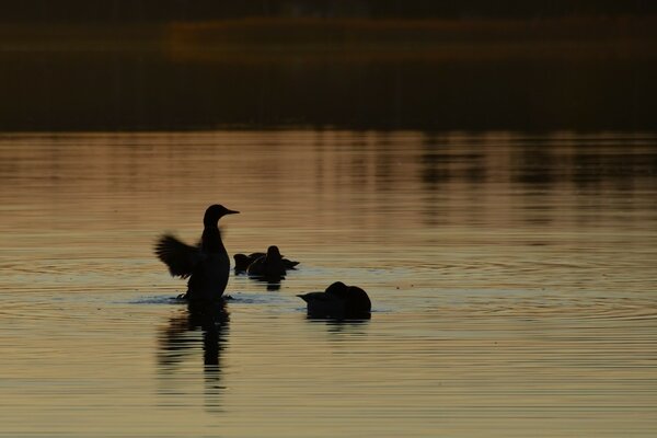 Die Enten am See bei Sonnenuntergang sehen eine Reflexion