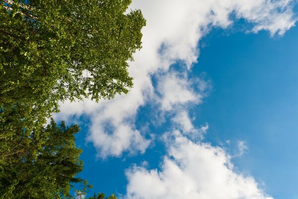 Blauer bewölkter Himmel Blick aus dem Wald