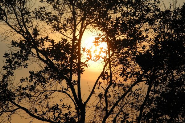 A black tree at the sunset of a gray landscape