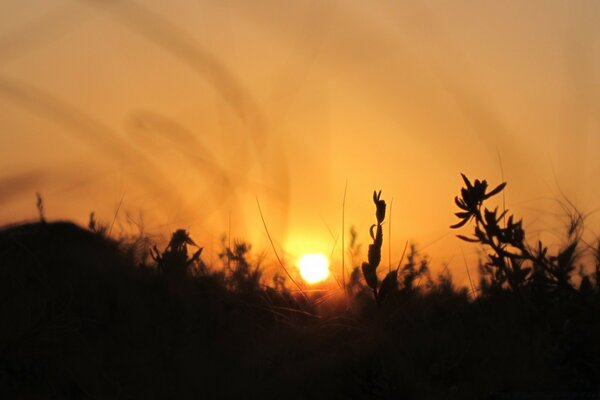 Plantas en el fondo de una hermosa puesta de sol