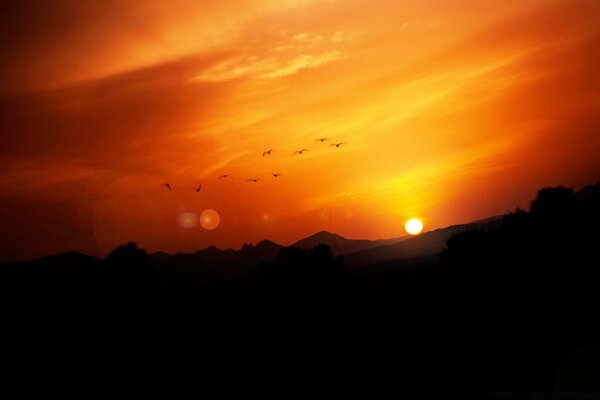 Aves en el fondo de una puesta de sol naranja