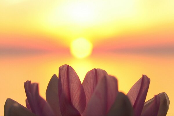 A blooming flower in front of the sun