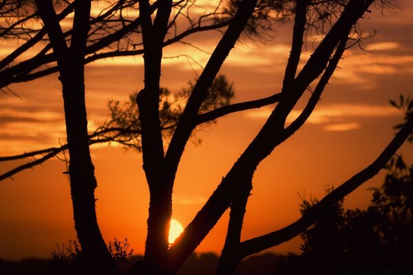 Várias árvores no fundo do pôr do sol