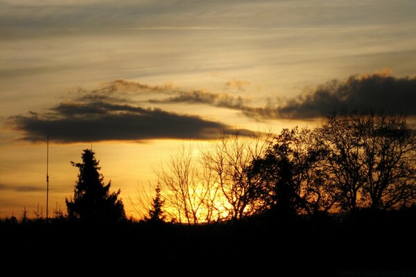 Paisaje de puesta de sol del bosque joven