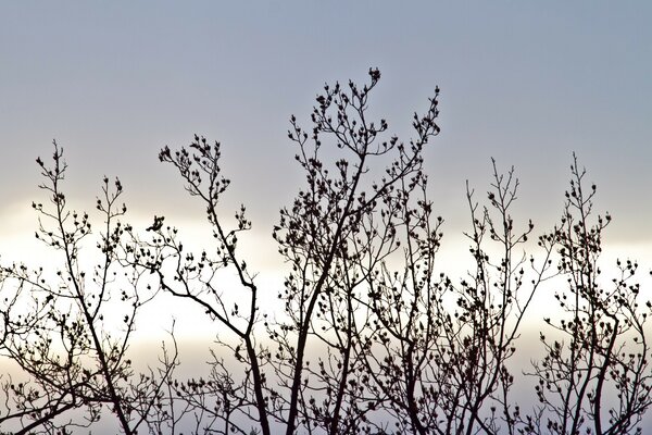 Autumn branches of bushes against a pale blue sky