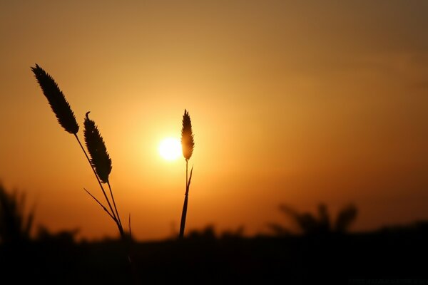 Nature falls asleep at sunset