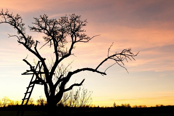 Baum mit Leiter im Morgengrauen