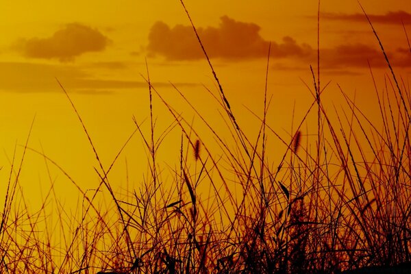 Fond orange et herbe noire