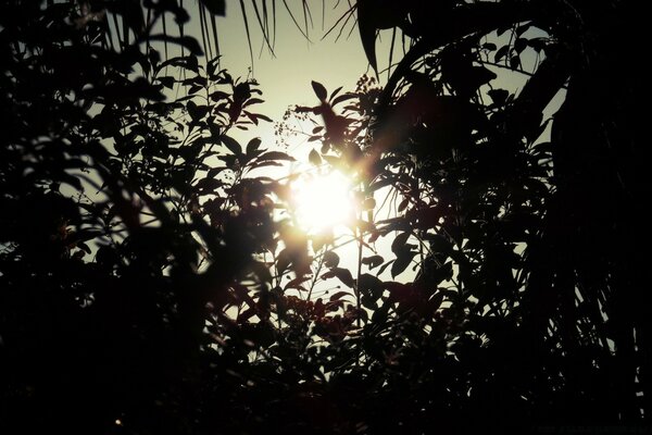 Silhouette of trees against the background of the sun