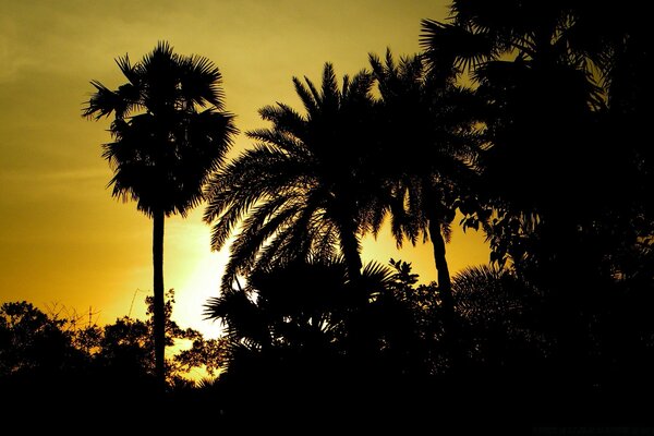 Silhouette d arbre sur la plage au coucher du soleil