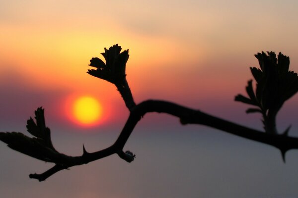 Silhouette der Natur bei Sonnenuntergang