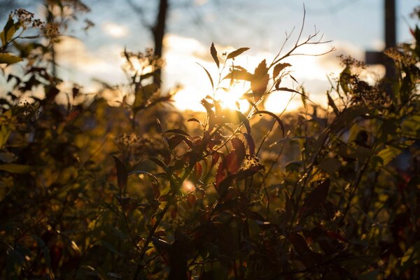 Foto der Natur vor dem Hintergrund der aufstehenden Sonne