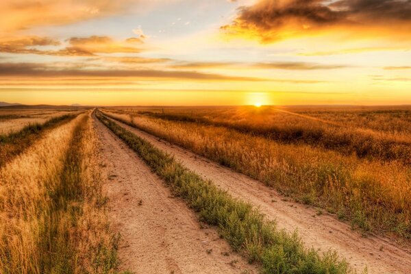 Sandy field grass sun