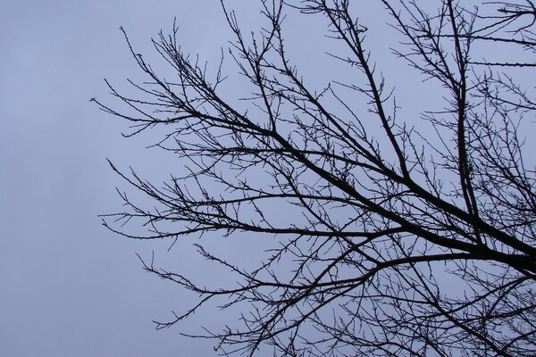 Winterbaum auf dem Hintergrund eines düsteren Himmels