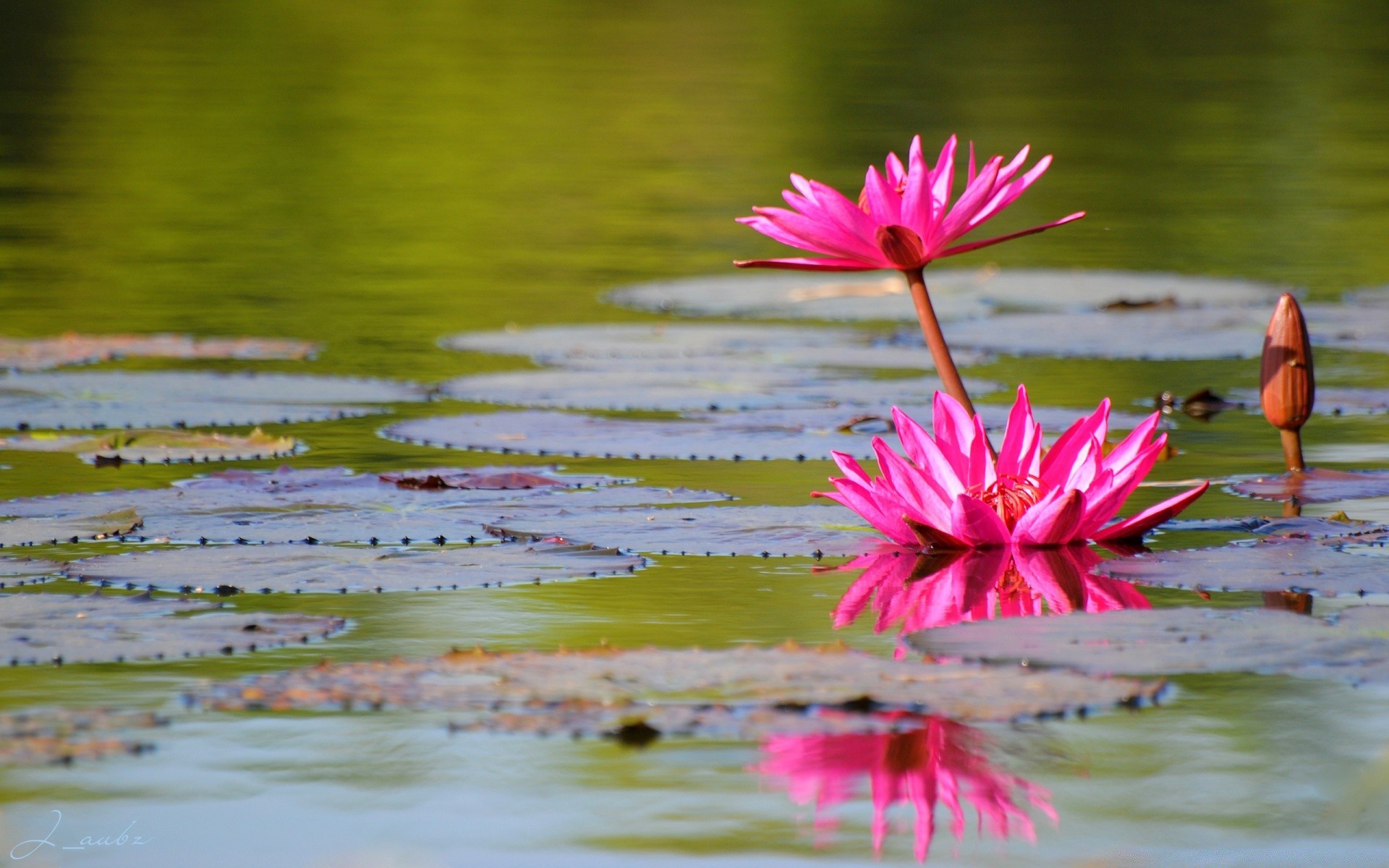 göller havuz doğa su çiçek lotus lily yaz tropikal flora yaprak yüzme güzel çiçeklenme bahçe açık havada yansıma renk park