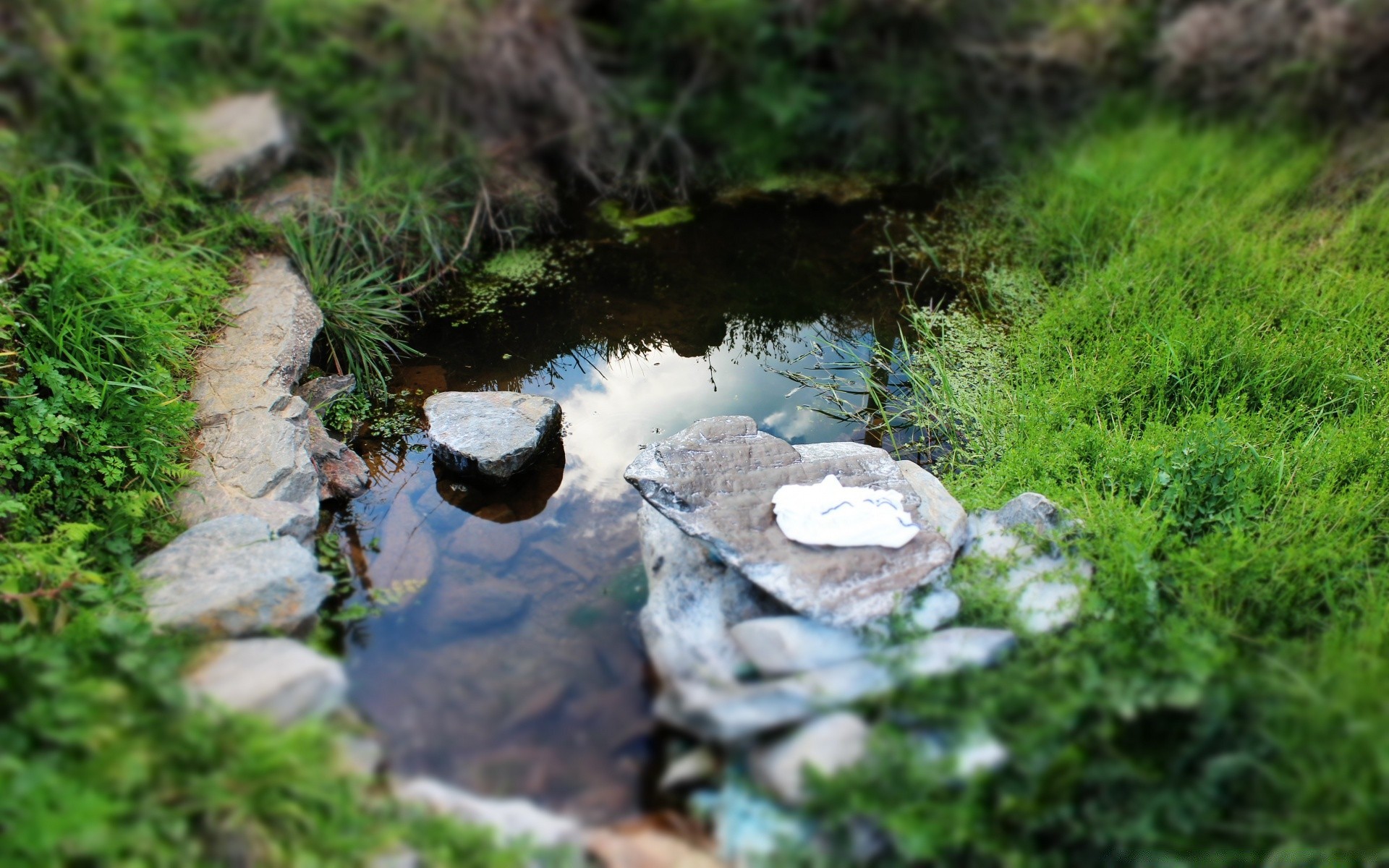 湖泊 自然 水 木材 户外 苔藓 树 河 草 野生 叶 夏天 流 岩石 环境 公园 景观