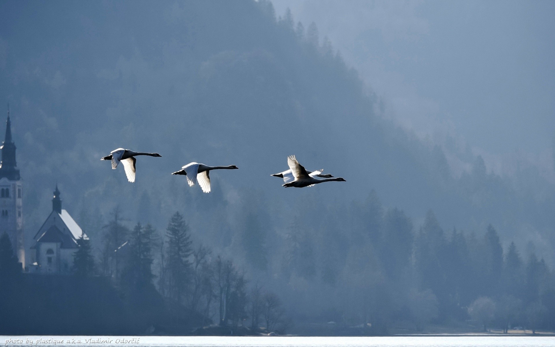 lac oiseau faune hiver neige eau ciel nature à l extérieur mouettes vol sauvagine oie paysage