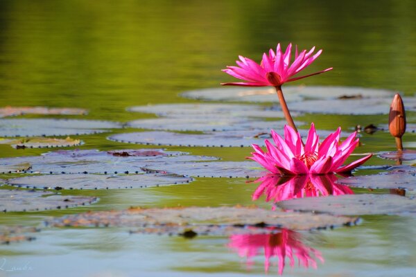 Seerosen am See. Rosa Blume