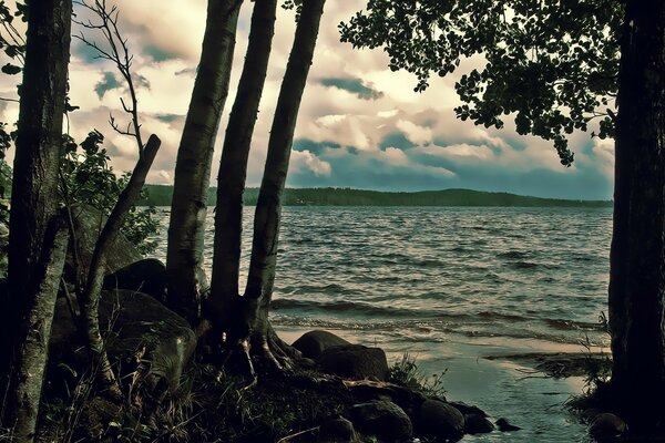 Lake view through forest trees