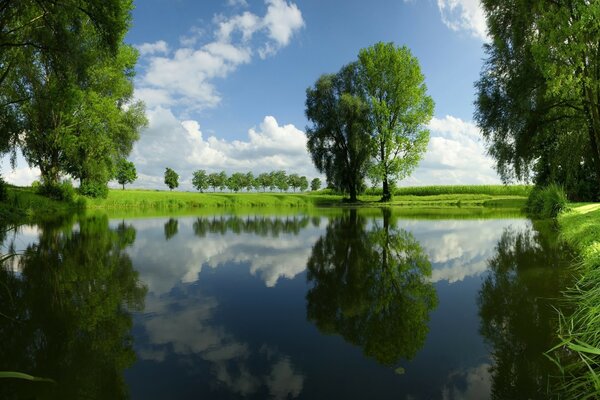 Reflejo del follaje verde de los árboles y el cielo en el agua