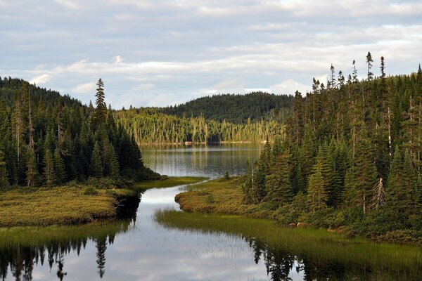 Lac de Carélie, sapins et pins